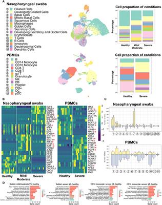 Single-cell RNA-seq public data reveal the gene regulatory network landscape of respiratory epithelial and peripheral immune cells in COVID-19 patients